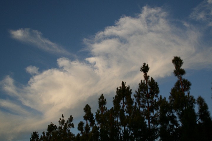 Treeline (before)
