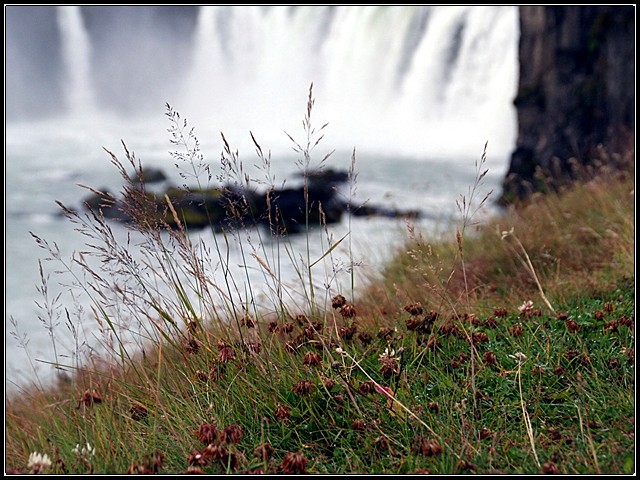 Wild Grasses - Akureyri