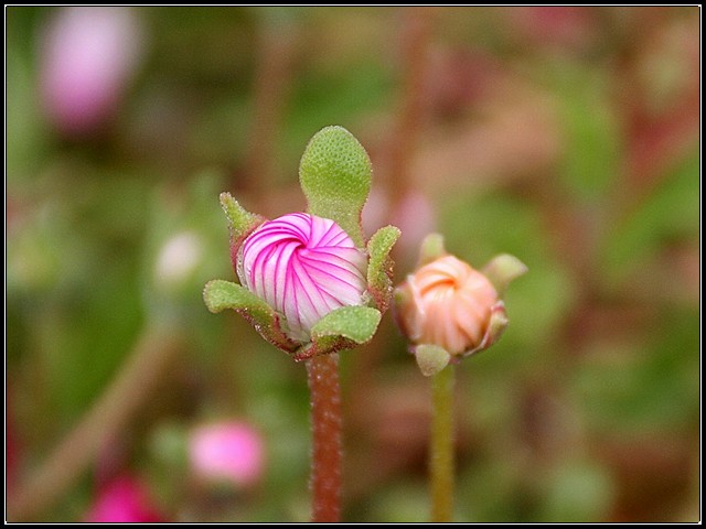 Akureyri Peppermints