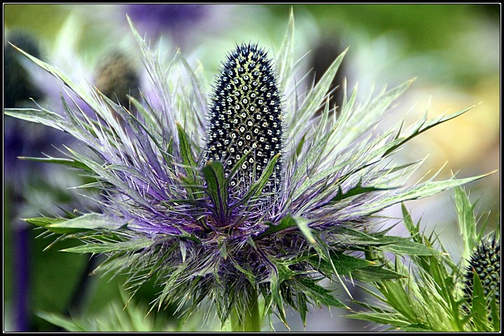 Thistle - Akureyri