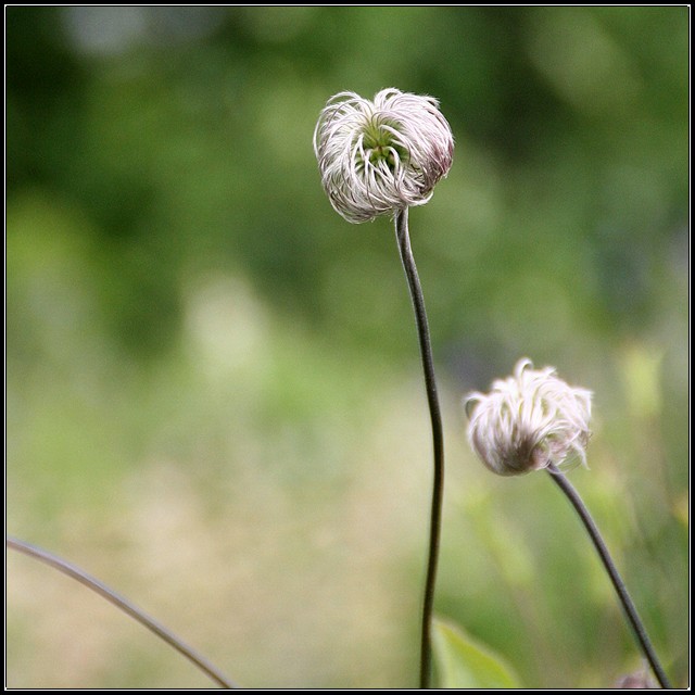 Botanical Fuzz - Akureyri