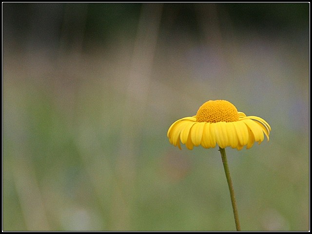 Field Flower - Reykjavik