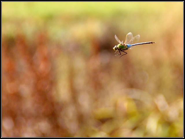 In Flight
