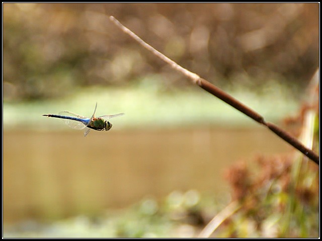 Reed In Sight