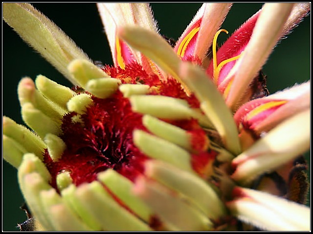 Newborn Dahlia Details