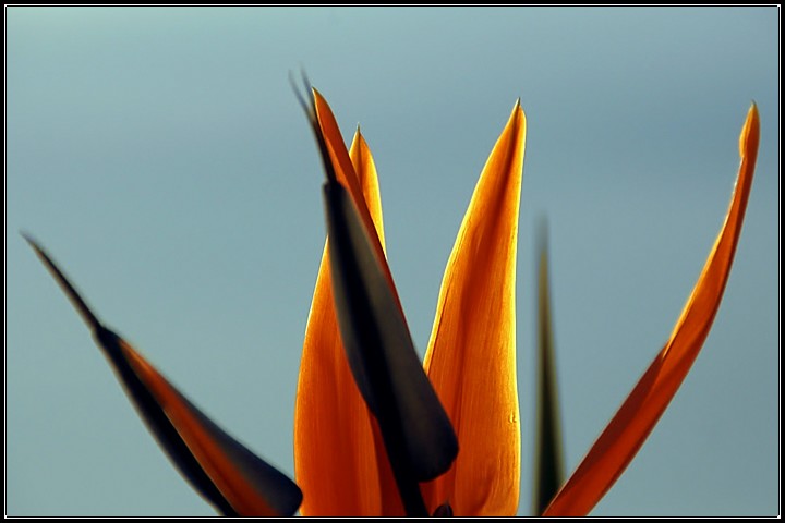 Bird Of Paradise (Close Up)