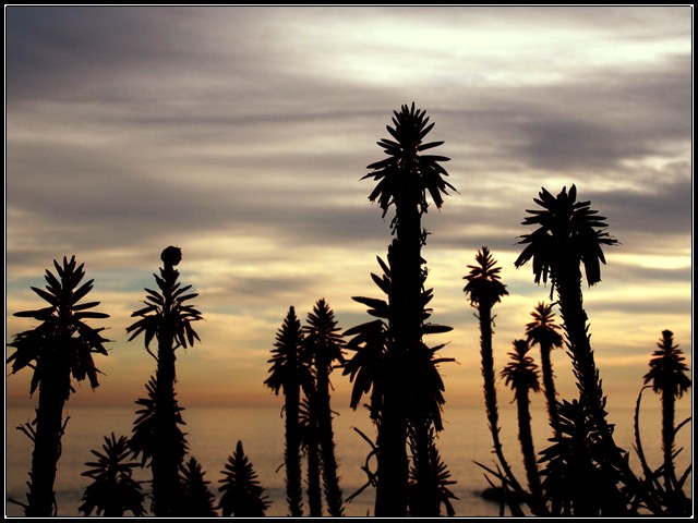 Aloe Sunset