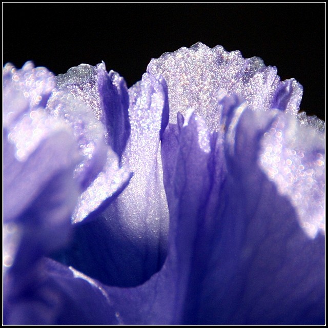 Iris Abstract Macro