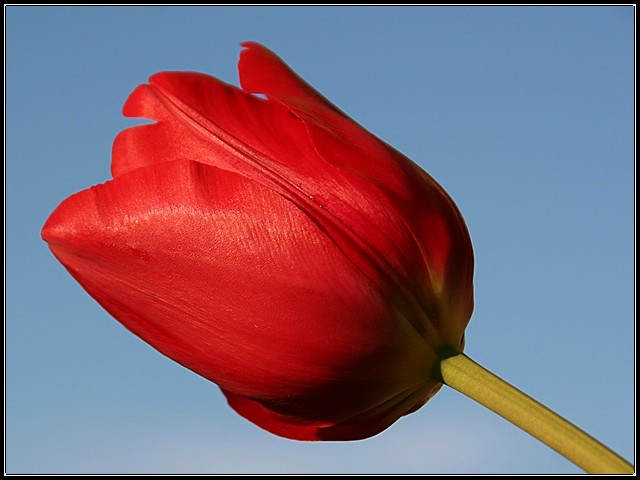 Red Tulip At Sunset