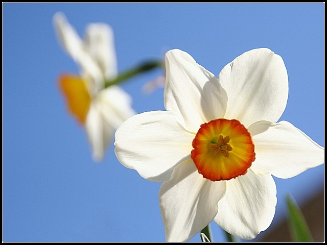 What's Up, Daff?