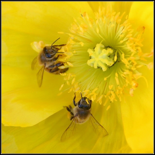 Like Two Bees In A Pod