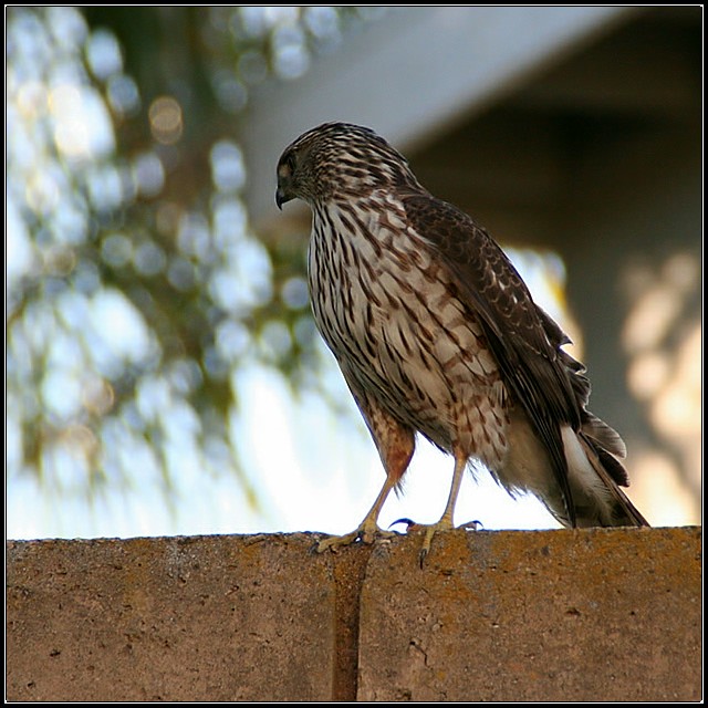 Sharp Shinned Hawk