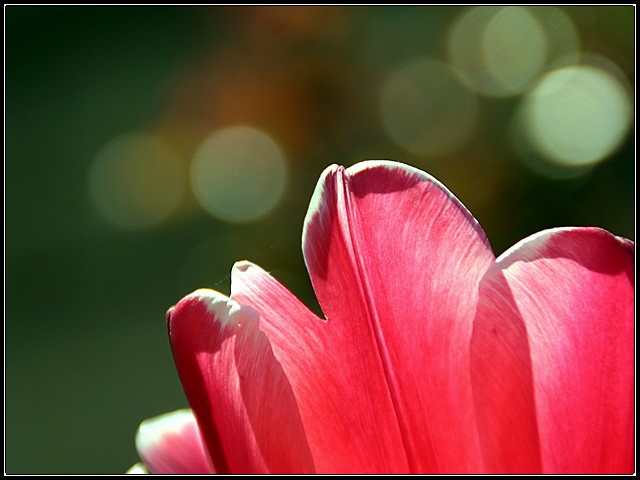 What a Tulip Sees!