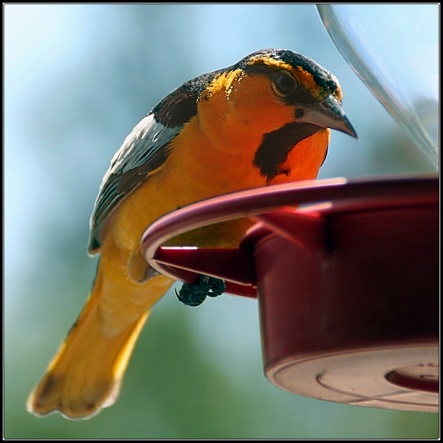 Perched