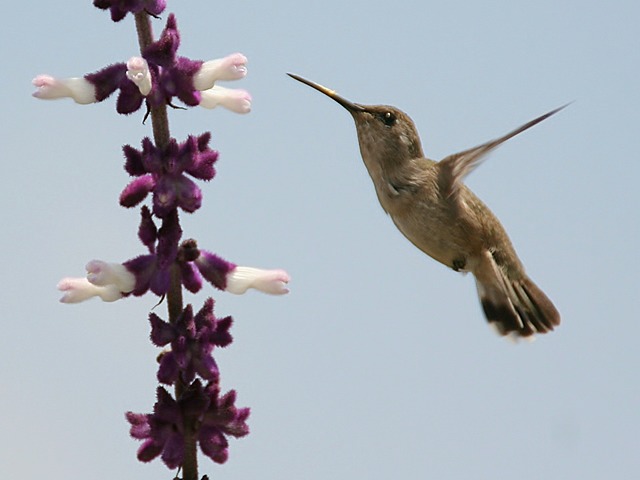 Solana Hummingbird