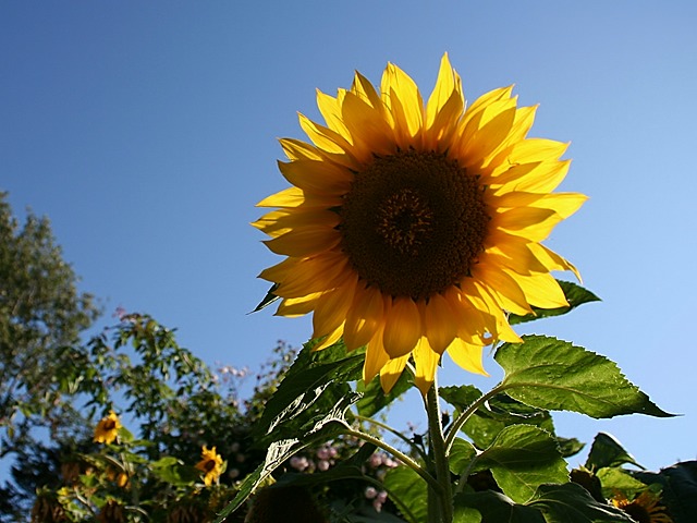 Backlit Sunflower III