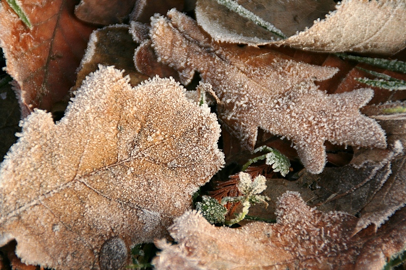 Frost Detail