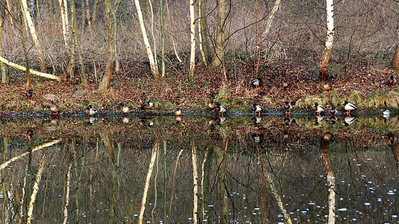 Got Your Ducks In A Row?