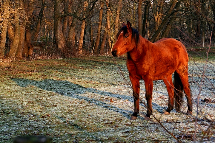 Winter Pony and Shadow