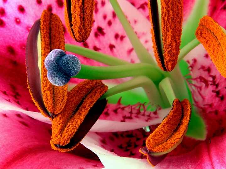 Floral Party (Asian Lily)