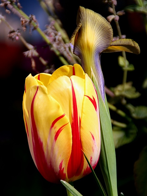Tulip with Iris