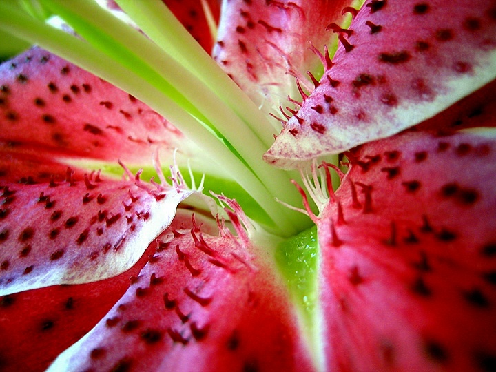 Asian Lili Detail
