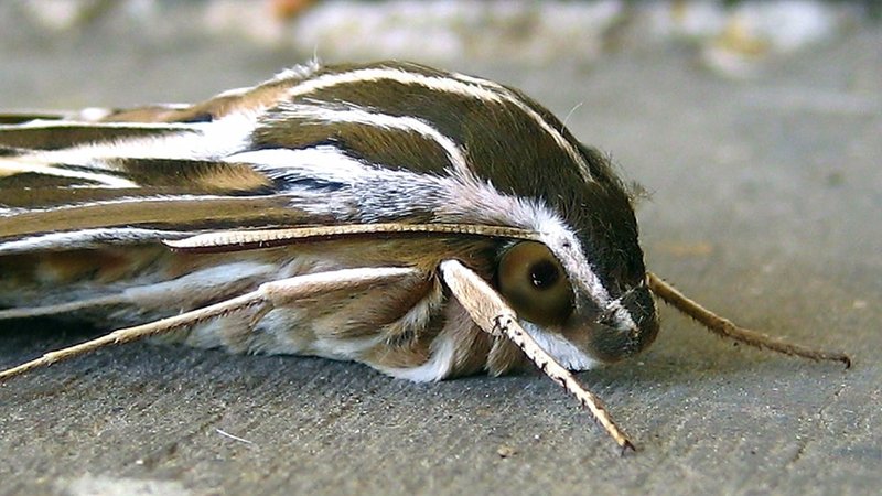 White Lined Sphinx