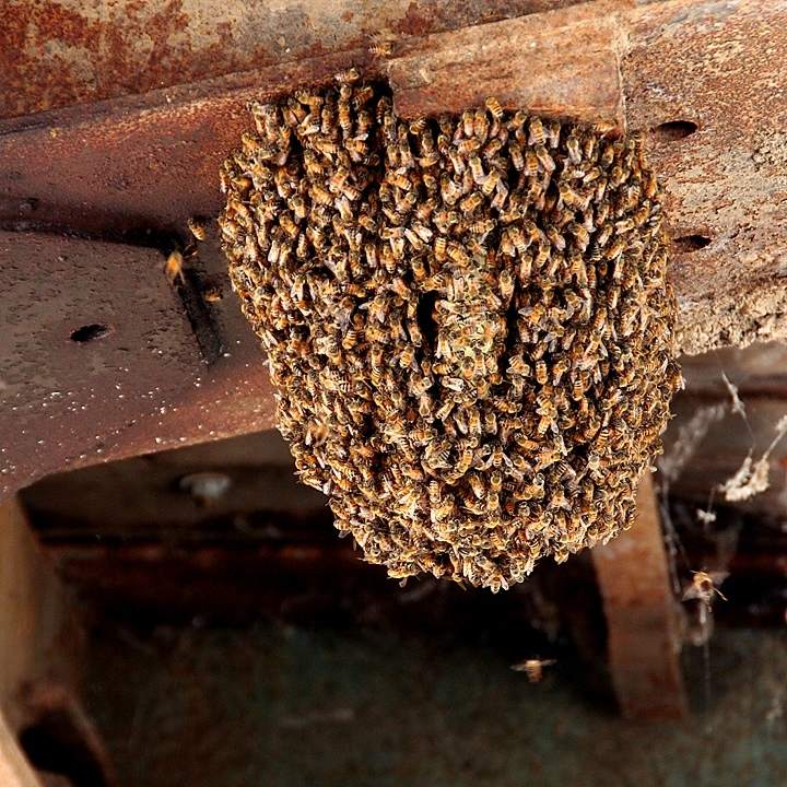 Beehive