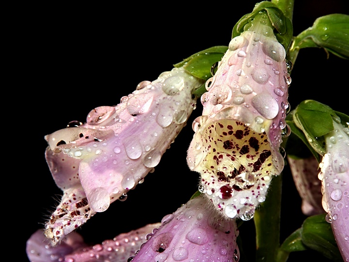 Foxglove