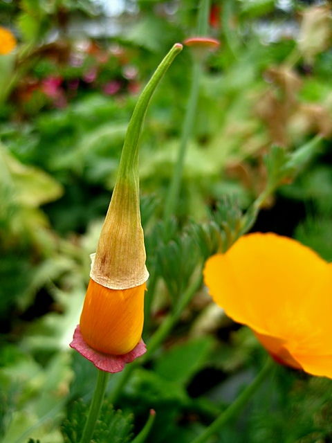 Poppy Gnome!