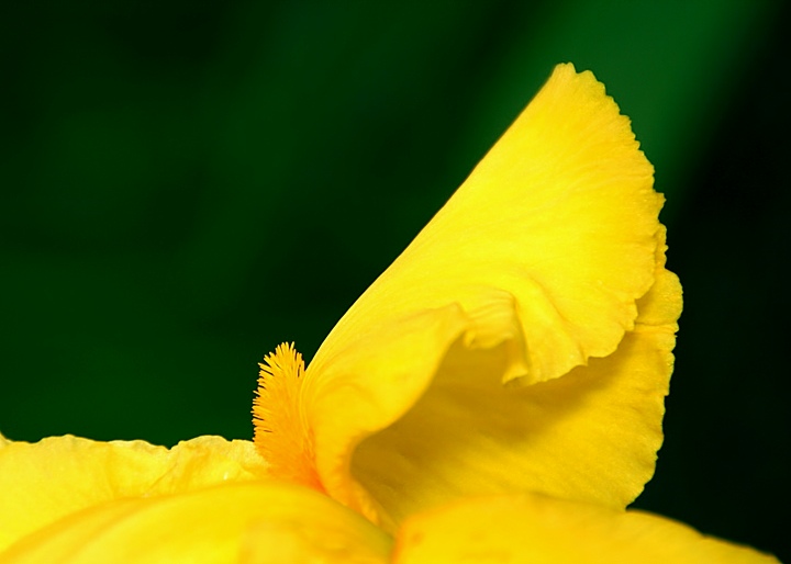 Yellow Iris Detail