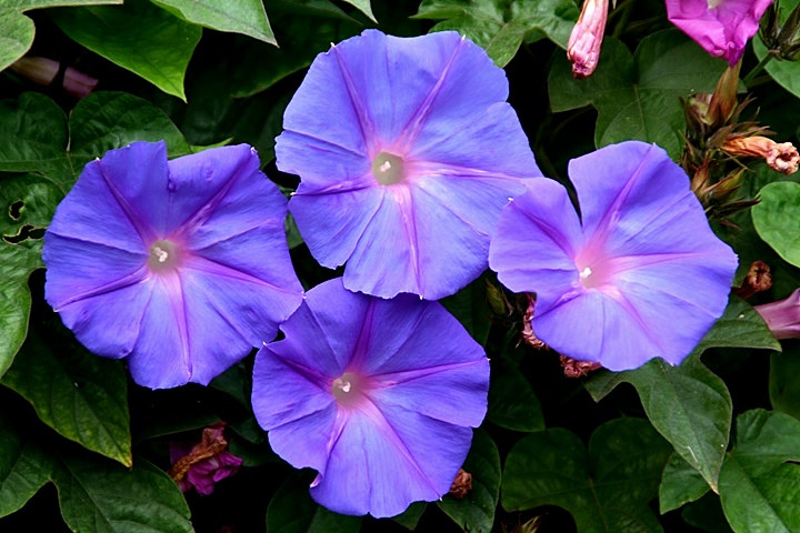 Morning Glory
