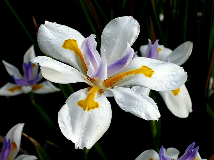 Water Drops