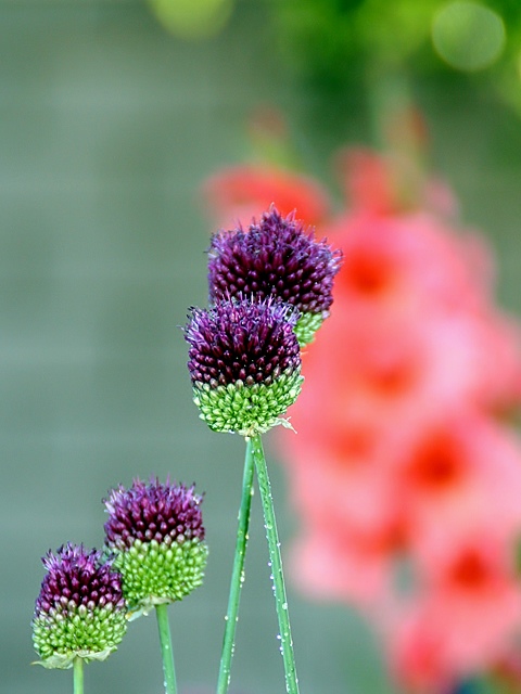 Purple Balls Abstract Bokeh