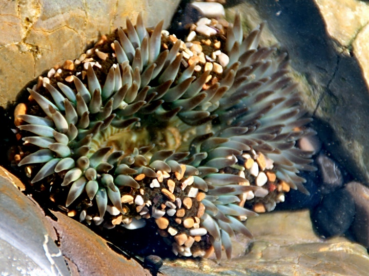 PV Anenome