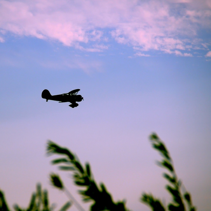 Wings Homeward