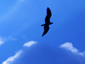Soaring