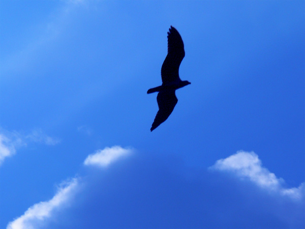 Soaring