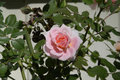 Mini_Rose_DSC_0016.jpg