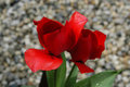 Flower_DSC_0004.jpg