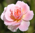 Mini_Rose2_DSC_0012.jpg