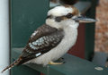 Kooka_DSC_0024.jpg