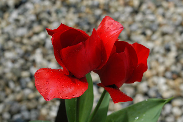 Flower_DSC_0004.jpg
