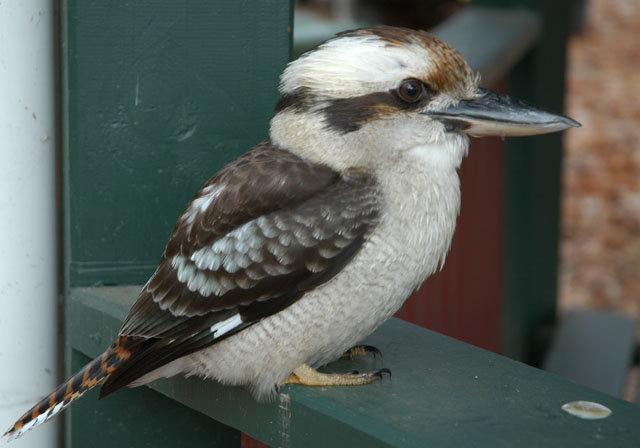Kooka_DSC_0024.jpg