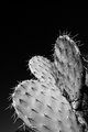 Opuntia