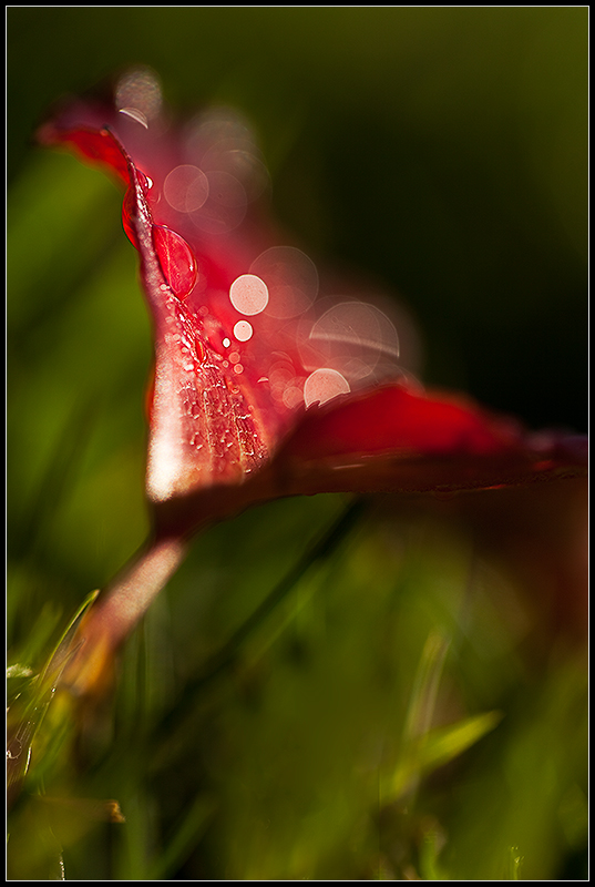 Loverly