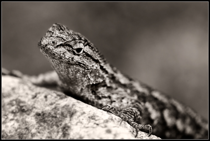 Western Blue Belly