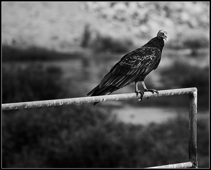 Turkey Vulture