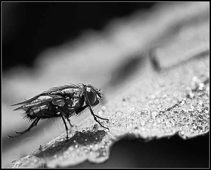 Berkeley Fly