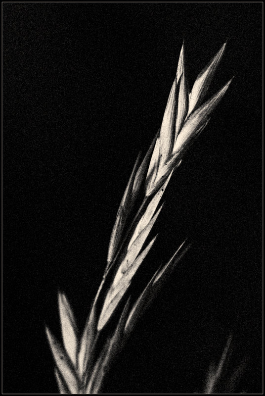 Macro #5